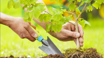 Фотография к новости: Павлодарда «Даңқ аллеясы» патриоттық-экологиялық акциясы өтті