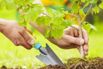 Павлодарда «Даңқ аллеясы» патриоттық-экологиялық акциясы өтті