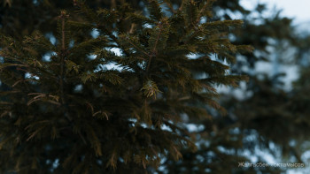 Фотография к новости: Алдағы уақытта үсік жүреді