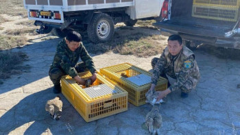 Фотография к новости: Қызыл кітапқа енген құстар табиғи ортаға жіберілді