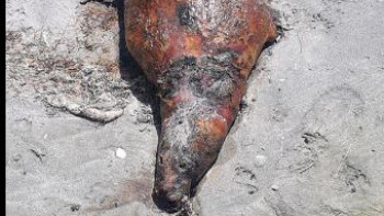 Фотография к новости: Каспий жағалауынан ондаған өлі итбалық табылды