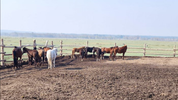 Фотография к новости: Ақмола полицейлері жоғалған 14 бас жылқыны тапты