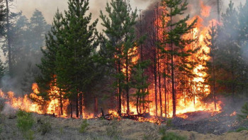 Фотография к новости: Елімізде жыл басынан бері 122 орман өрті тіркелді