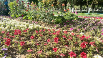 Фотография к новости: Түркістан облысында 12 мың түп гүл егілді