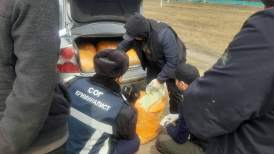 СҚО-да соңғы 10 жылдағы ең ірі есірткі партиясы тәркіленді