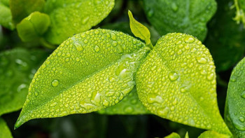 Фотография к новости: Бүгін республиканың басым бөлігінде жаңбыр жауады – Қазгидромет