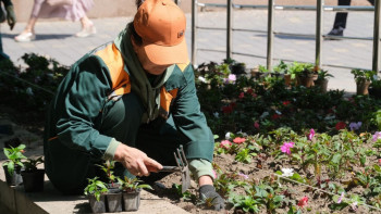 Фотография к новости: Алматыны абаттандыру жұмыстары жалғасып жатыр