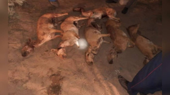 Фотография к новости: «Киік» ЖПІШ: Қызылорда облысында 32 құқық бұзушылық анықталды