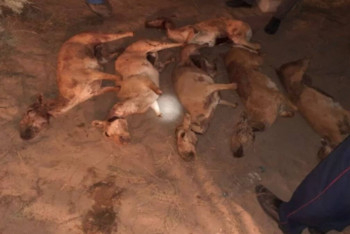 Фотография к новости: «Киік» ЖПІШ: Қызылорда облысында 32 құқық бұзушылық анықталды