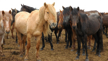 Фотография к новости: Ақтөбе облысында жылқы өсіретін шаруаларға қаржылай қолдау бола ма?