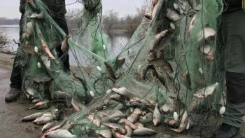 Фотография к новости: Атырау облысында 64 млн теңгенің балығы табылды