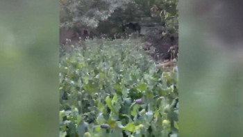 Фотография к новости: Түркістан облысының полицейлері 2500-ден астам түп көкнәр тәркіледі