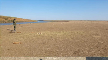 Фотография к новости: БҚО-да 150-ге жуық киік өлексесі табылды