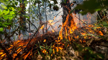 Фотография к новости: Павлодарда күн ысымай дала өрті тұтанды
