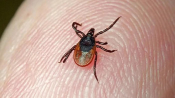 Фотография к новости: Шығыс Қазақстанда 300-ден астам баланы кене шақты