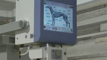 Фотография к новости: Павлодарда ит-мысыққа ерекше қызмет көрсететін орын бар