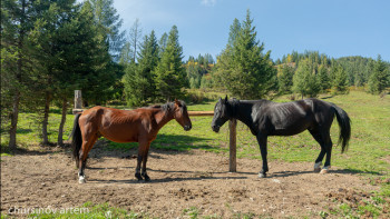 Фотография к новости: ШҚО-да жоғалған жылқылар Алматы маңынан табылды