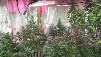 Фотография к новости: Астана маңындағы балық аулау бекетінен қарасора өсіретін жасырын зертхана табылды