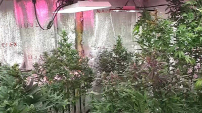 Астана маңындағы балық аулау бекетінен қарасора өсіретін жасырын зертхана табылды