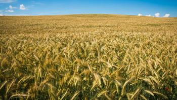 Фотография к новости: Шығыстағы егіс алқаптары 10 мың гектарға ұлғайды