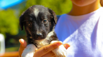 Фотография к новости: Ветеринарлар неге тапшы?