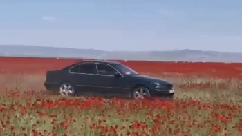 Фотография к новости: "Қалағанымды істеймін". Қызғалдақты таптаған 34 жастағы көлік иесі анықталды