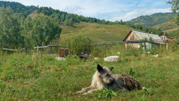 Фотография к новости: «Ауыл – ел бесігі: Ақмола облысында ауылдарды дамытуға 17 млрд теңге бөлінді