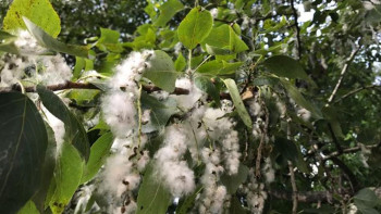 Фотография к новости: Астанада терек мамығы маусымы: Елордалық ТЖД өрт қауіпсіздігі туралы ескертті