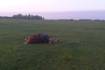 Фотография к новости: СҚО-да даладан ер адамның мәйіті табылды