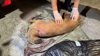 Фотография к новости: Қарақұйрықтың ұшасын тасымалдаған екі қызылордалық құрықталды