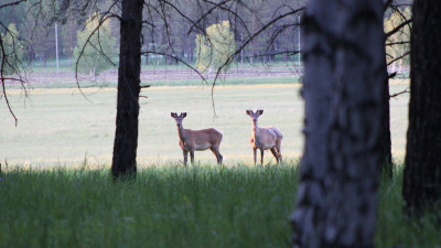 «Бурабай» ұлттық паркіндегі Аскания бұғысының саны мың жарымнан асты