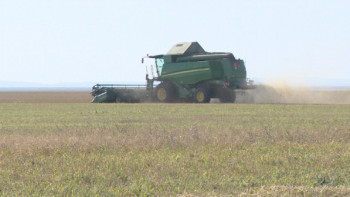 Фотография к новости: Биыл елде қант қызылшасының егіс алқабы ұлғаяды