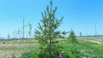 Фотография к новости: Түркістан облысында 31 мың гектар аумаққа көшет егіледі