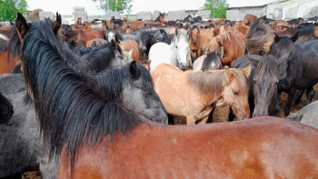 Фотография к новости: Ер адам құны 13 млн-нан асатын мал ұрлап кеткен