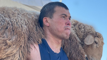 Фотография к новости: Арыстық азамат қошқар көтеруден рекорд жаңартты