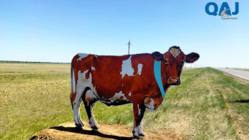 Фотография к новости: Жол апаты жиі болатын трассаларға жануарлардың макеті қойылды