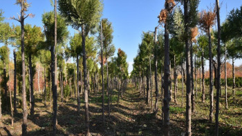 Фотография к новости: ШҚО-да өртенген орманға көшет егу басталды