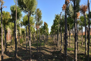 Фотография к новости: ШҚО-да өртенген орманға көшет егу басталды