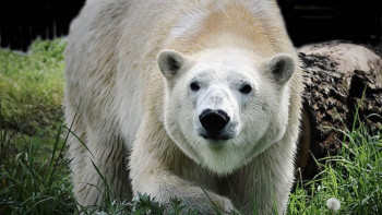 Фотография к новости: Алматы зообағына ақ аю келді