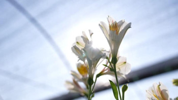 Фотография к новости: Сирек кездесетін Перу лалагүлі Түркістанда өседі