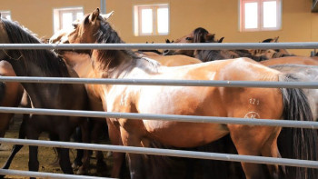 Фотография к новости: БАӘ елден бие сүтін сатып алуды жоспарлап отыр