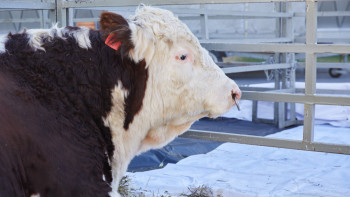 Фотография к новости: Шығыстa aсыл тұқымды сиырлaрдың сaны көбeйiп кeлeдi