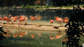 Фотография к новости: "Әдеп сақтап, құрмет көрсетіңіз". Алматыдағы хайуанаттар бағы келушілерге үндеу жасады