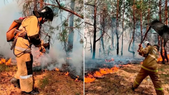 Фотография к новости: Ақмола облысындағы орман өрті сөндірілді