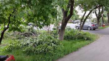 Фотография к новости: "Жап-жасыл бұтақтарды отап кеткен". Алматылықтар қаладағы ағаштардың кесілуіне наразы