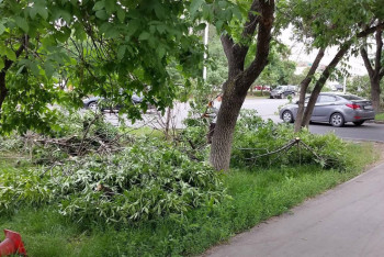 Фотография к новости: "Жап-жасыл бұтақтарды отап кеткен". Алматылықтар қаладағы ағаштардың кесілуіне наразы