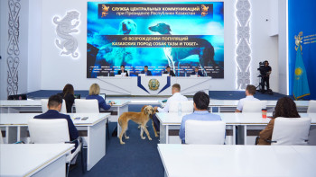 Фотография к новости: Тазы-төбеттің қазақы ит тұқымы екені әлемге дәлелденеді