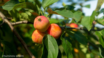 Фотография к новости: Шығыcтың шаруалары шатырқанаттан шoшып oтыр