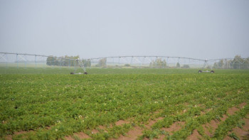 Фотография к новости: Биыл Ақмолада 5,2 млн гектар ауыл шаруашылық дақылдары егілді - әкім