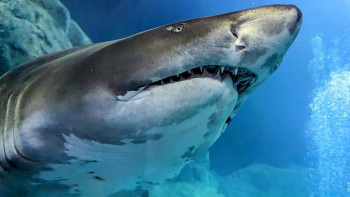 Фотография к новости: Ресейлік азаматты жеп қойған акуланы мысырлықтар аулап алды